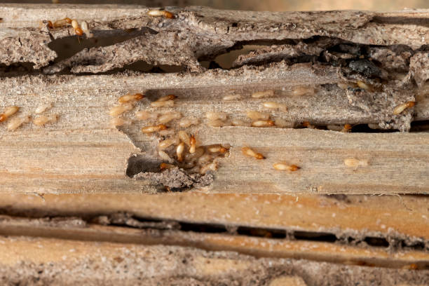Best Affordable Pest Control Services  in Meyersdale, PA