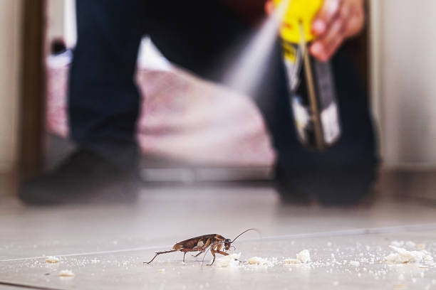 Best Cockroach Control Services  in Meyersdale, PA