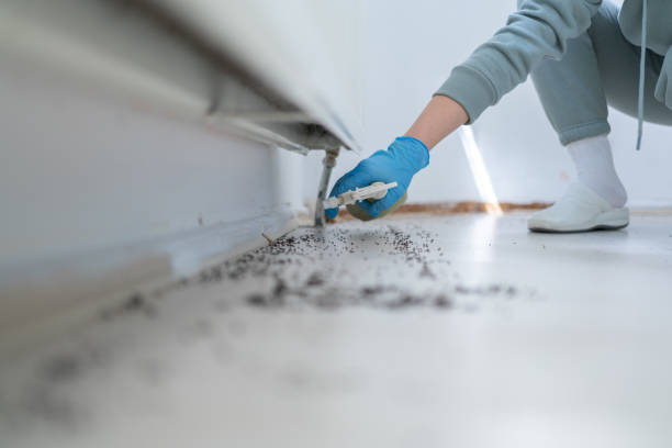 Best Termite Control Services  in Meyersdale, PA